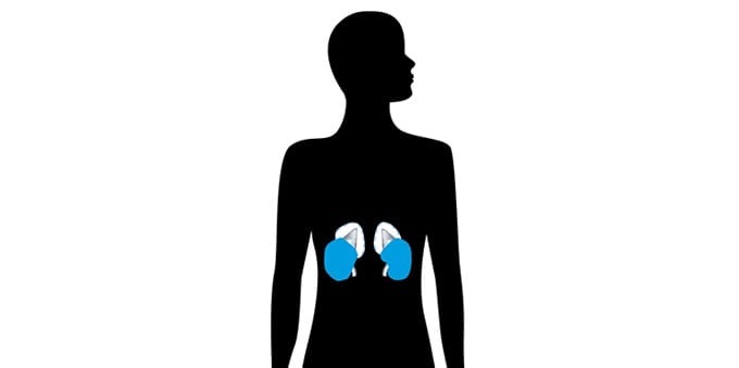 Diagram of the adrenal glands