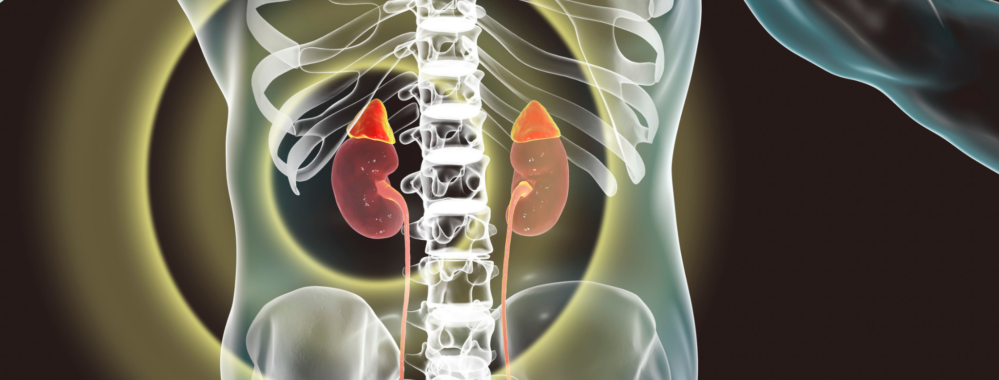 X-ray image of the adrenal glands.